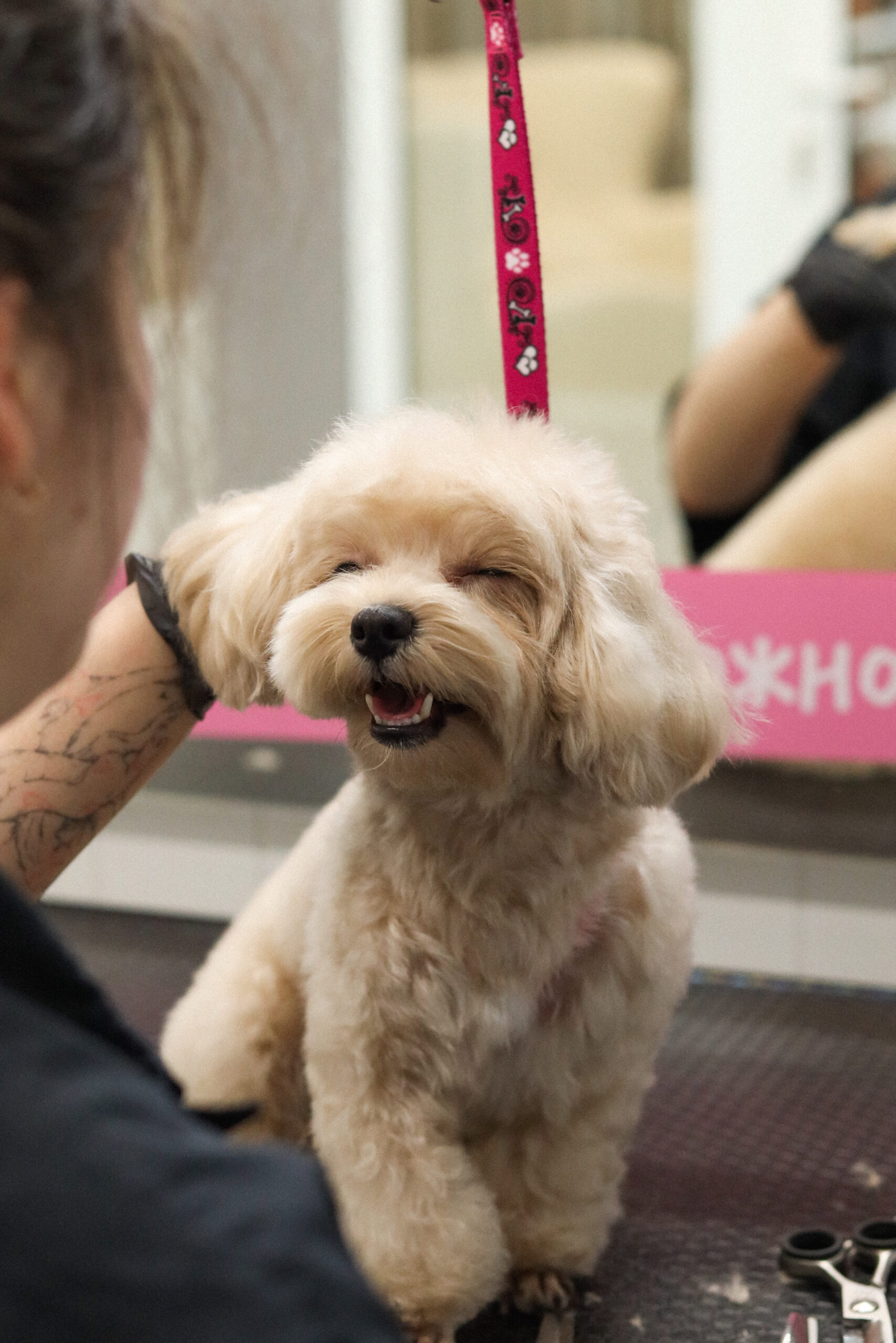 Petslike