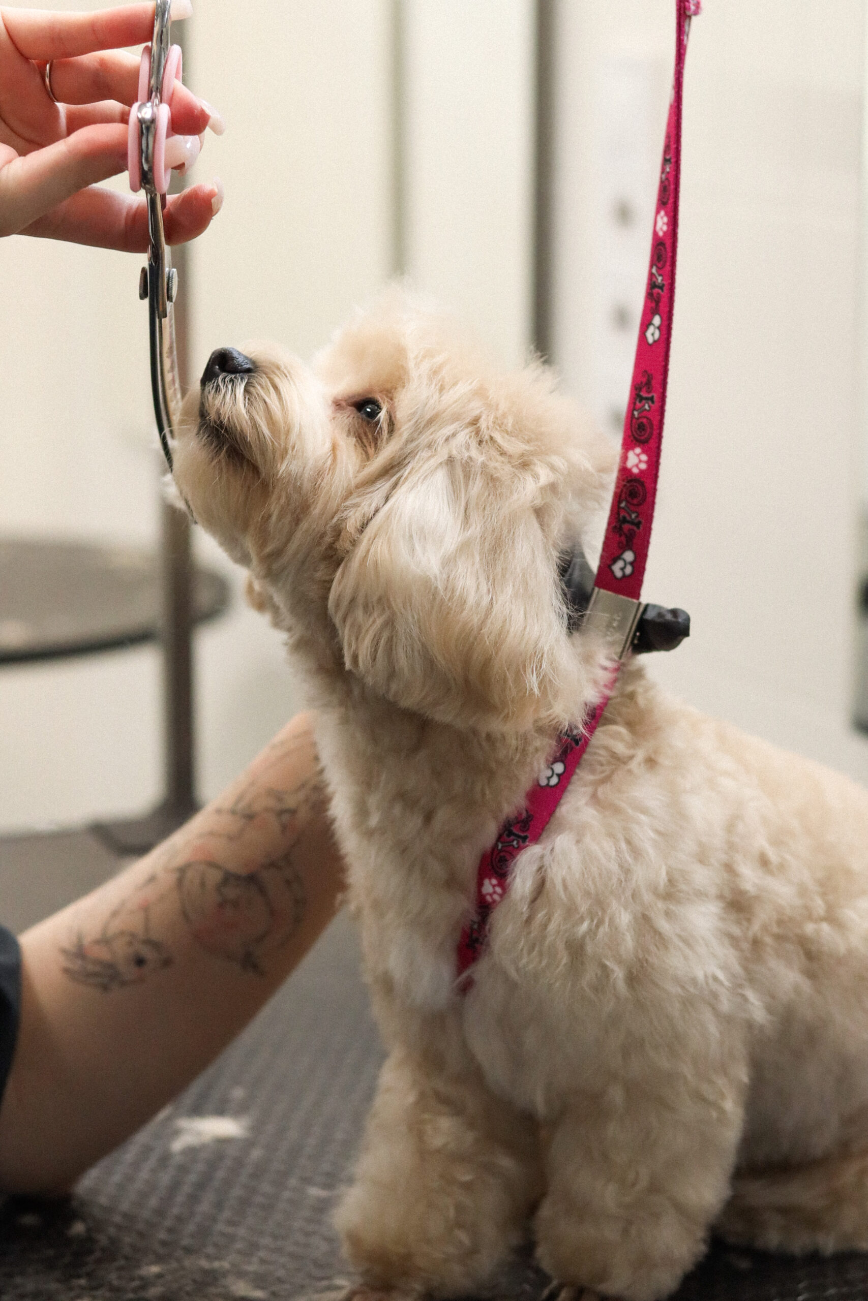 Petslike